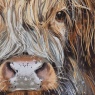 Brodie small highland cow framed canvas close up